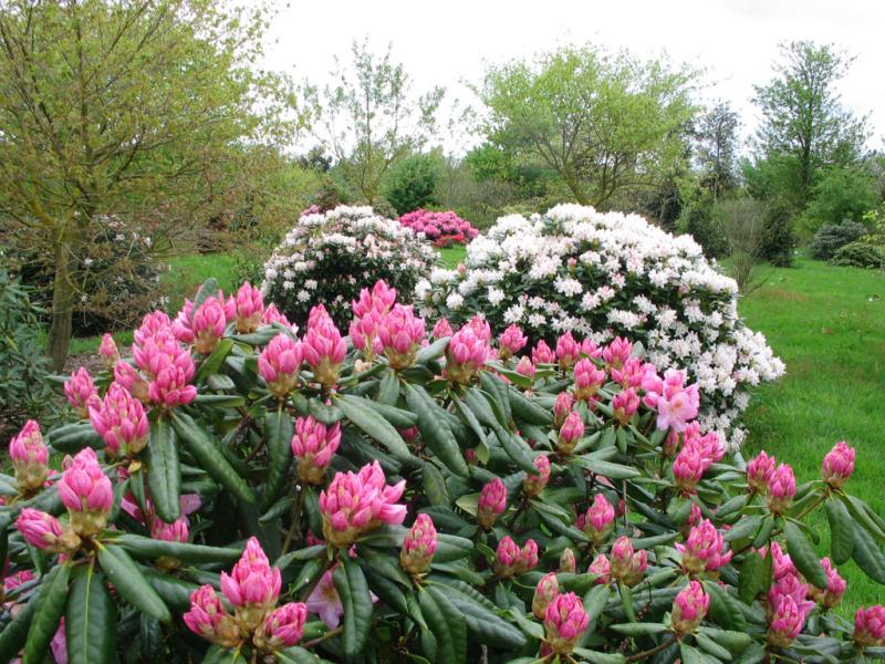 Arboretum du Poërop