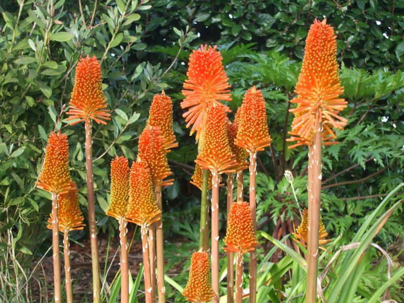 Jardin exotique de Roscoff