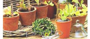 Bien etre et beaute 3eme age et personnes agees : Je multiplie les plantes du jardin