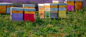 Et si vous étiez le producteur de votre propre miel au sein de votre EHPAD?