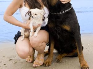  alt="Travailler dans les services à la personne : Soins et promenades d'animaux de compagnie"