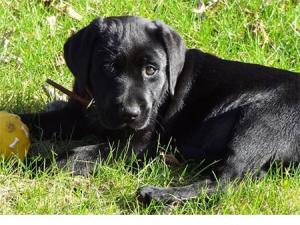  alt="Les Chiens Guides d'Aveugles d'Ile de France recrutent"
