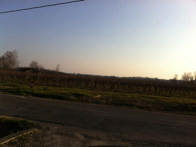 LES JARDINS DE LANDECOTTE : les vignes face à la résidence