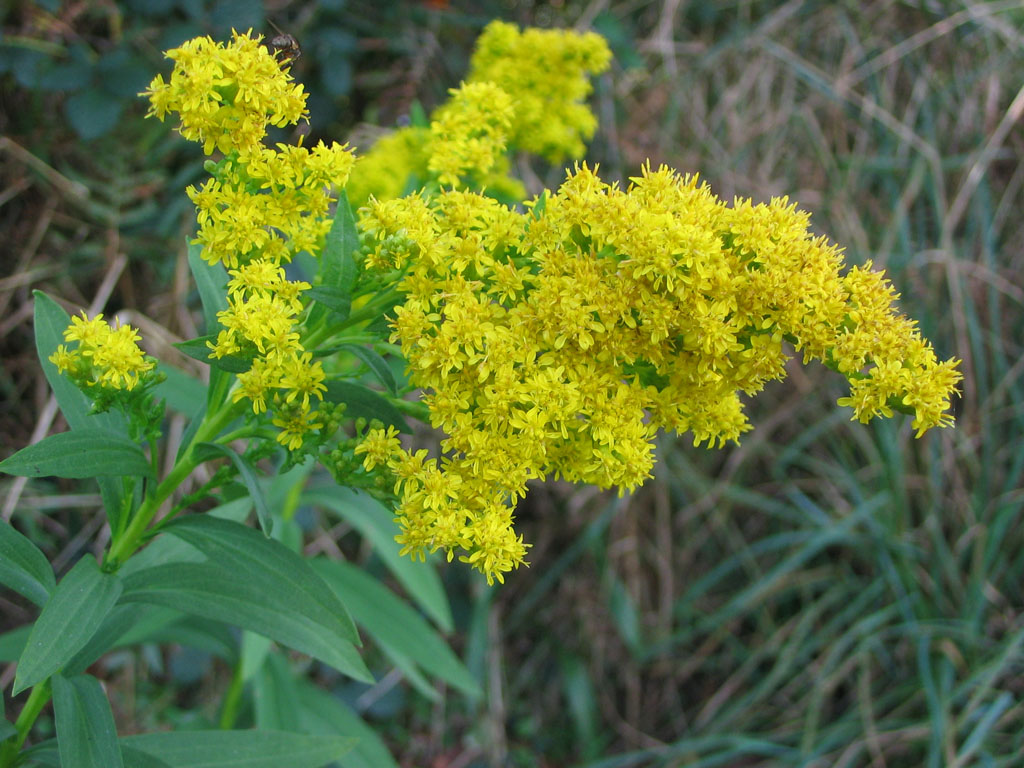 Arboretum de Keracoual