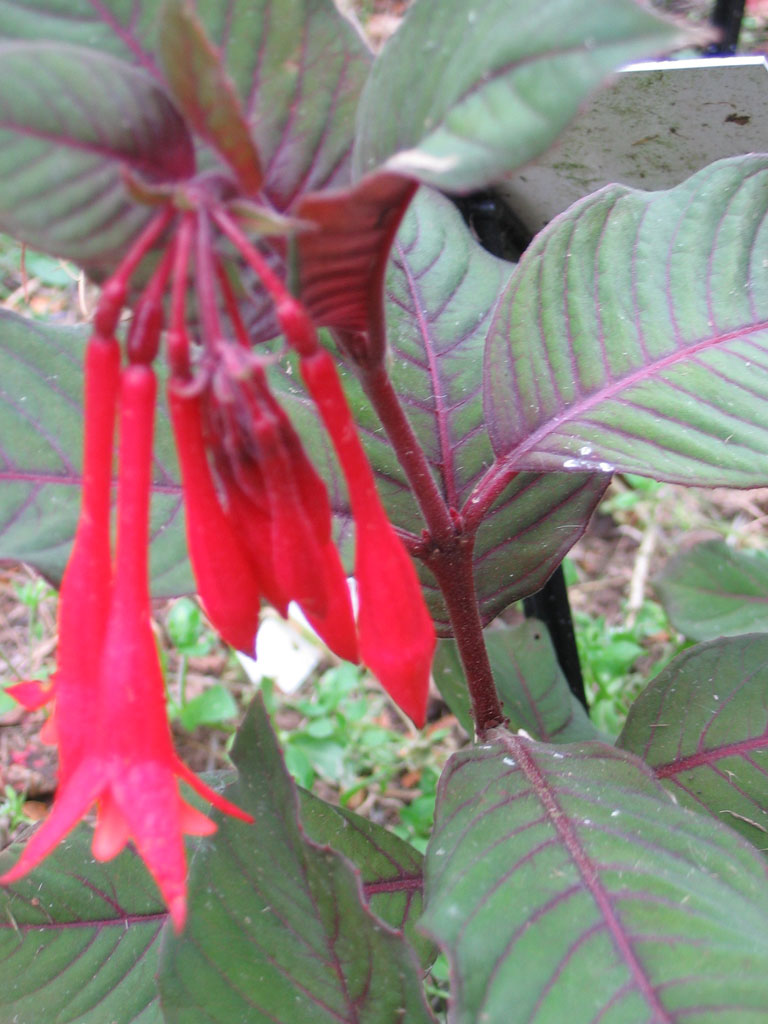 Arboretum de Keracoual