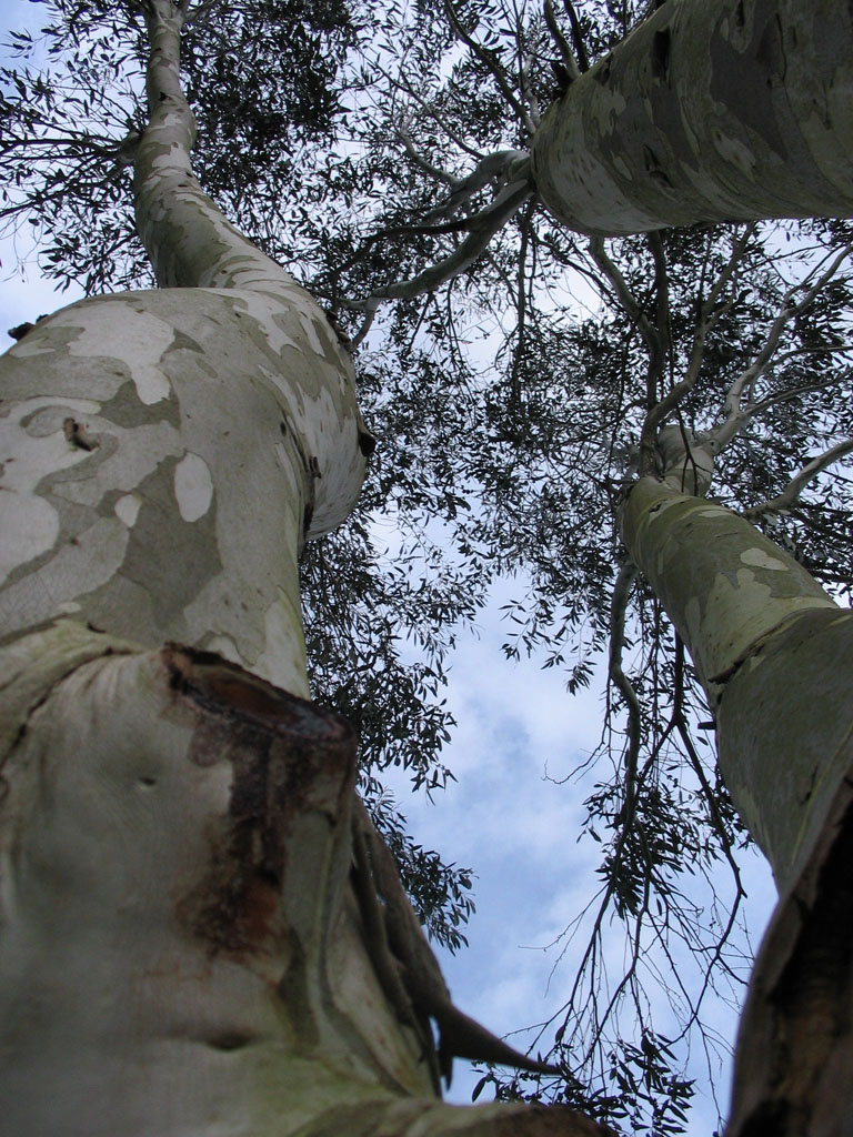 Arboretum du Poërop 29690 Huelgoat jardin