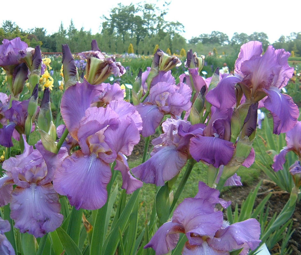 Jardins de Brocéliande